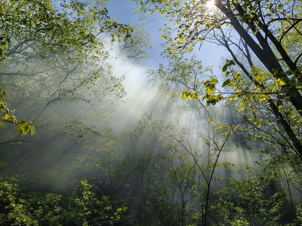 Morning ground fog and sunlight create a natural work of art. / Photo by Jake Gaster