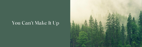 Spruce trees in the mist