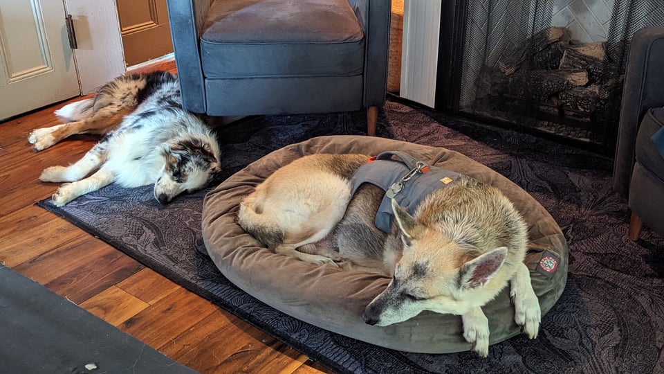 A blonde German Shepherd dog and an Australian Shepherd puppy having a little nap on the floor.