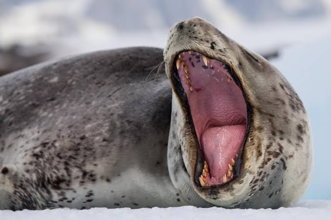 https://iso.500px.com/a-nat-geo-photographers-incredible-encounter-with-one-of-antarcticas-most-vicious-predators/