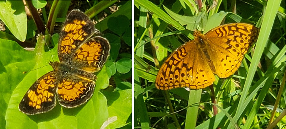 The Northern Crescent (left) and the Great Spangled Fritillary have declined by 62% and 55% respectively since 2000. / Photos by Steve Dietz