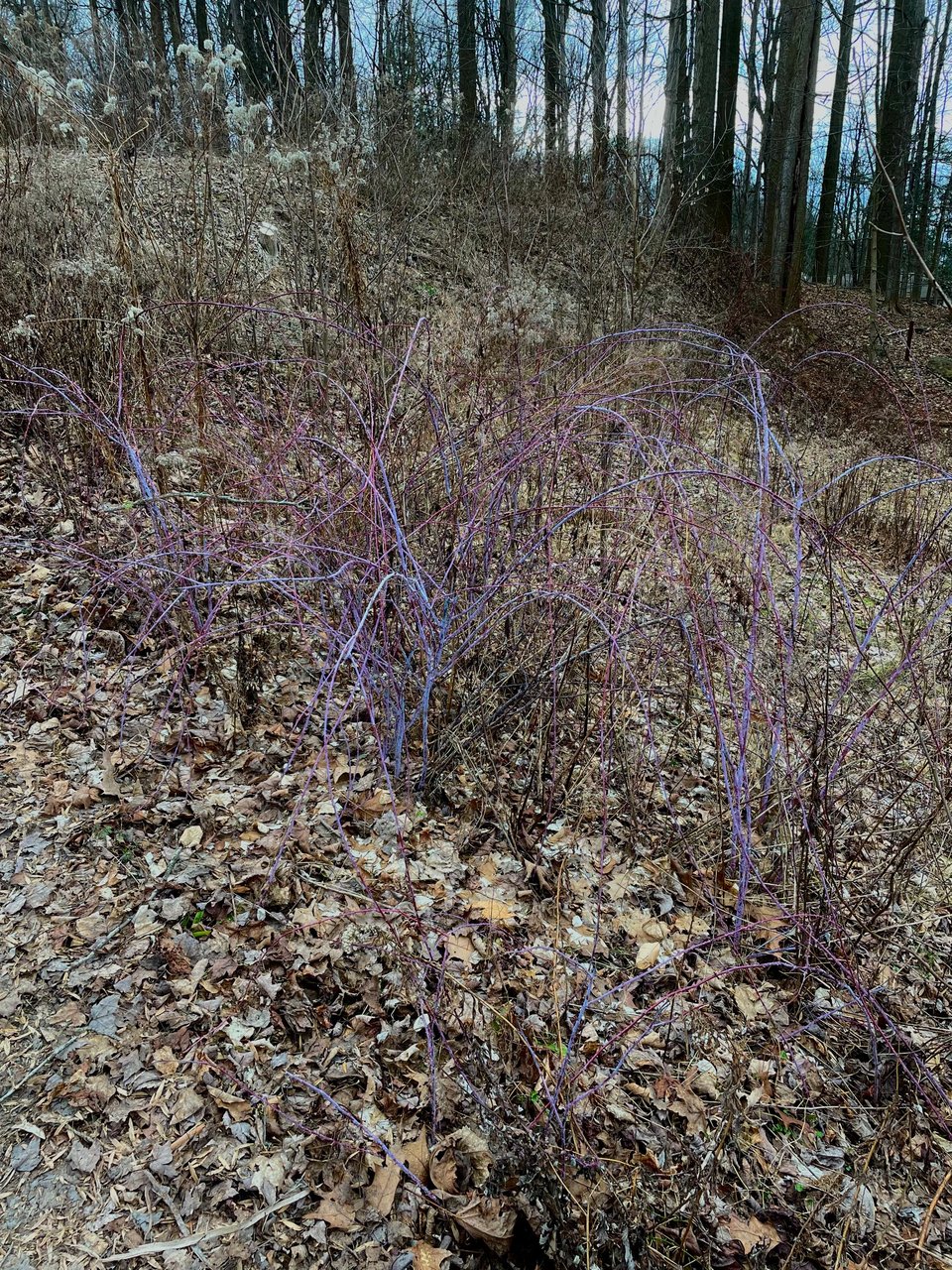What appears to be a dead bush of sorts. It has no leaves; only purple stems. It stands out against a backdrop of dead tree leaves.