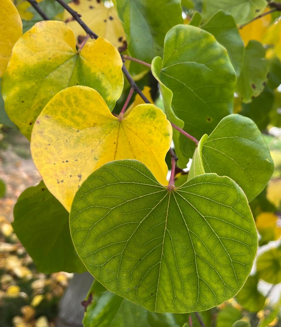 round green and yellow leaves of the redbud tree