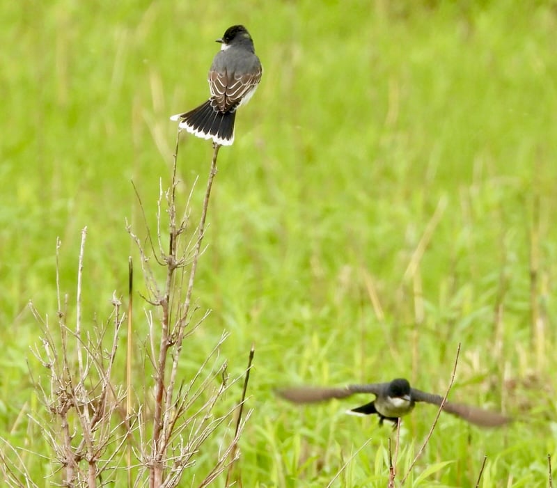 Eastern Kingbirds are one of our favorite grassland birds. Its label “king” arises from its unafraid, sometimes fierce, approach to even much larger other birds. / Photo by Steve Dietz