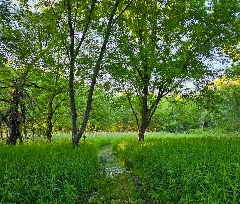 The north fork of the Sand Point Trail, which snakes through a floodplain/meadow area, is also flooded. It’s ever startling to see a trail that has turned into a creek. / Photo by Pamela Miller