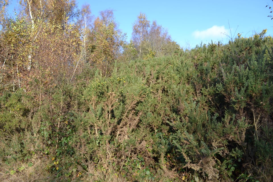 Trees and plants that range from summer green in the foreground to autumn gold further back.
