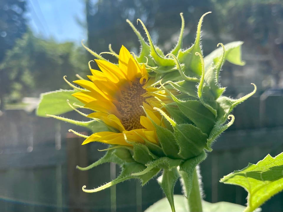 A closeup of a sunflower beginning to bloom in bright sunlight
