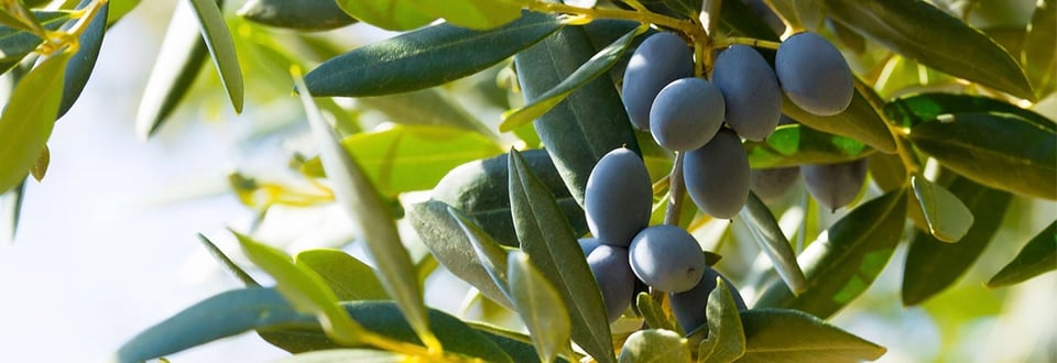 A mixture of green and violet ripe olives on a leafy branch