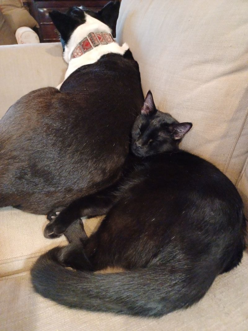 A black and white dog lies on a couch. A black cat is snuggled up to him.