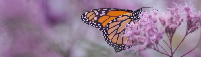monarch butterfly on a purple flower