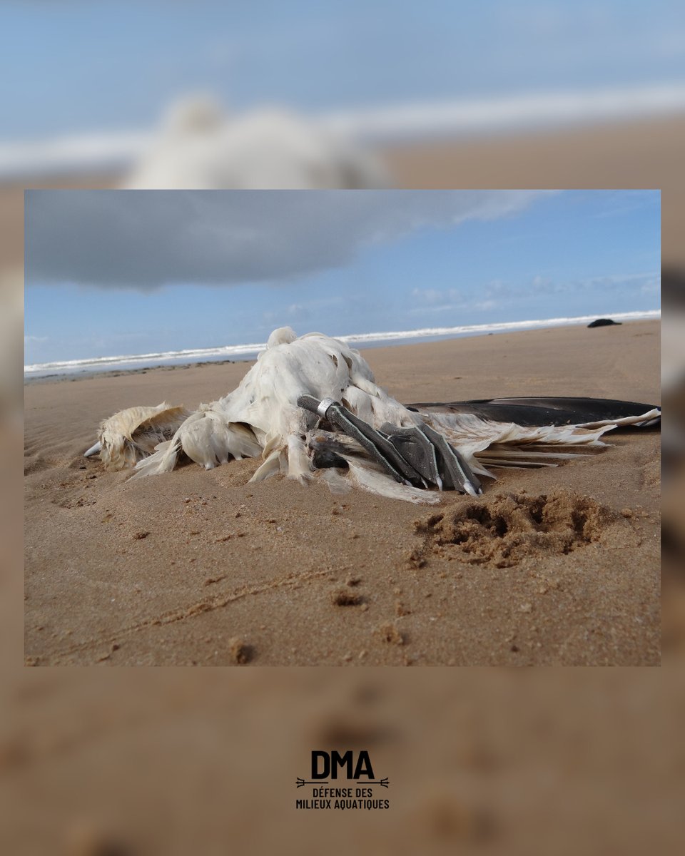 Cadavre de Fou de Bassan trouvé mort sur une plage de Vendée. La cause de la mort n'est pas connue. Cet oiseau avait été bagué par l'Institut Islandais d'Histoire Naturelle.