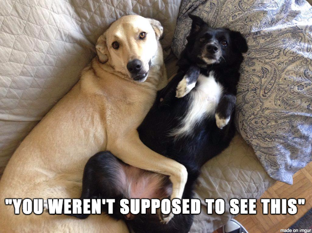 two dogs laying on a couch with the words YOU WEREN'T SUPPOSED TO SEE THIS