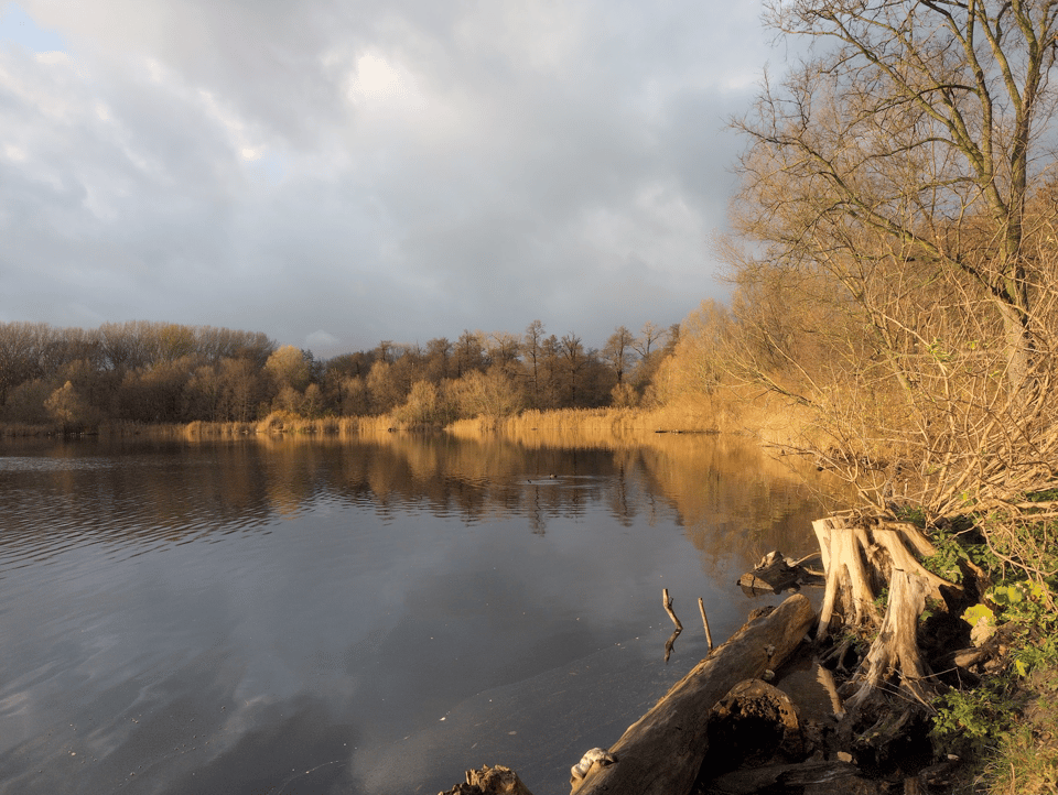 A picture of a lake in fall. The water is dark and reflects the sky and the mostly bare trees on the far shore. There are brown marsh grasses along the shoreline that are glowing warmly with the sun.