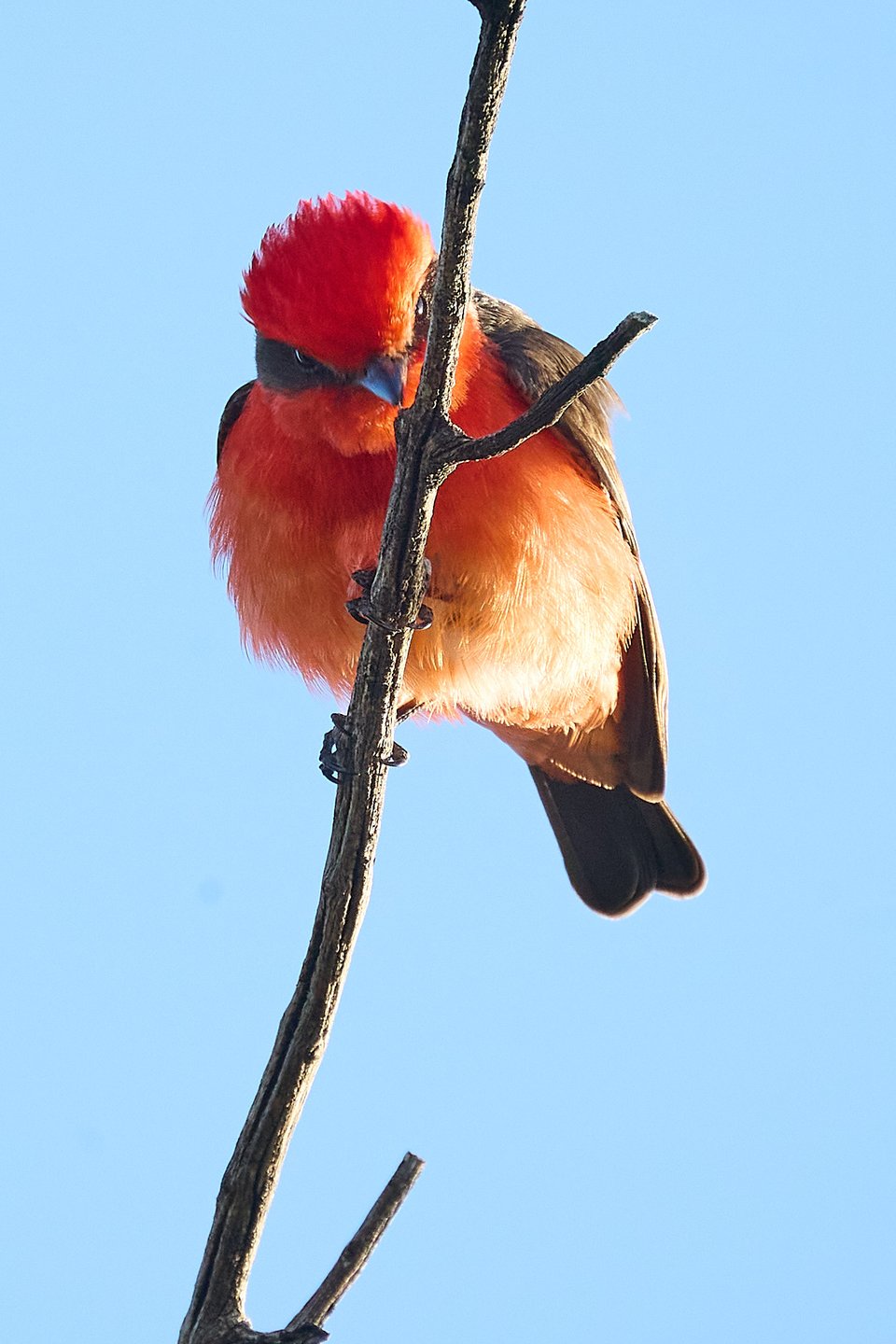 Small red bird looks extremely judgey
