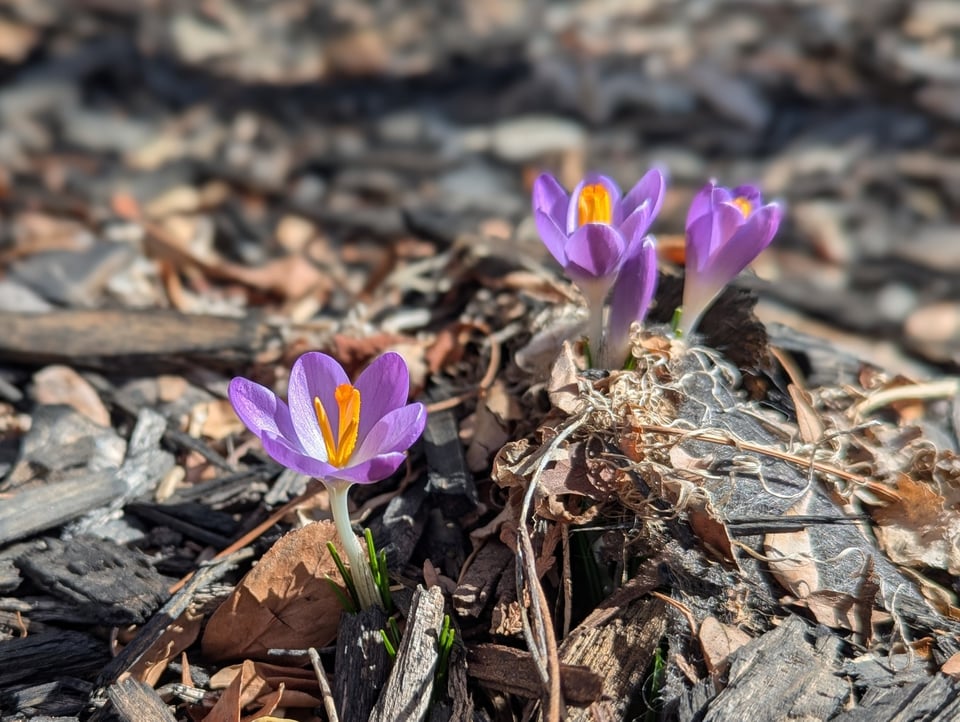 Baby crocuses!