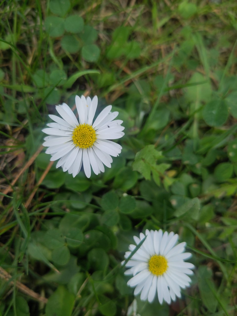 Zwei Gänseblümchen, bliühend von oben, rundherum grüne Wiese.