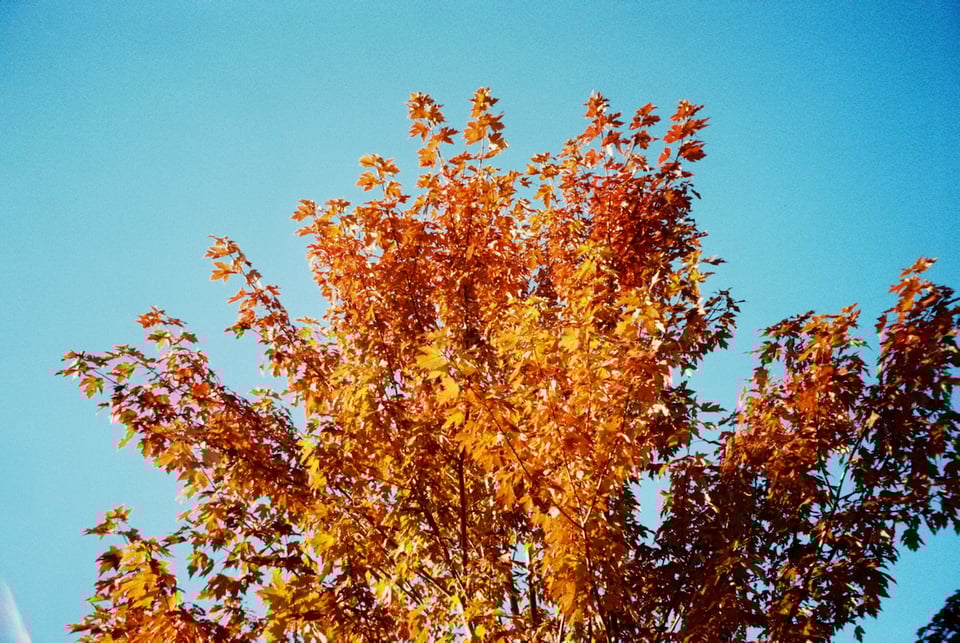 Autumn foliage.