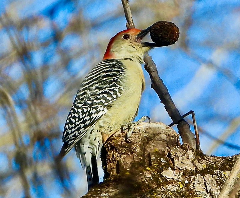 A Red-bellied Woodpecker cradles a woodland nutmeat like it’s a bon-bon. / Photo by Steve Dietz
