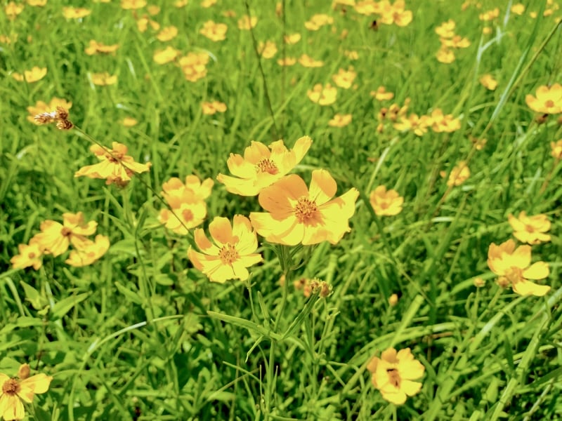 Prairie coreopsis (Coreopsis palmata) is one of dozens of beautiful August wildflowers you’ll see in the park. / Photo by Jake Gaster