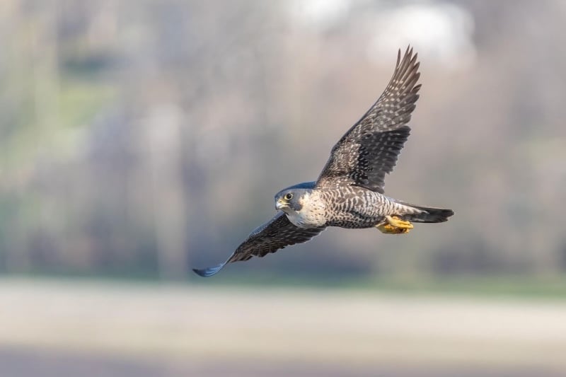 A Peregrine Falcon circling by the cliff face. She probably has an active nest on the cliff edge. Notice her full crop. There was lots to eat on the blufftop, therefore lots of migrating birds. / Photo by Earl Bye