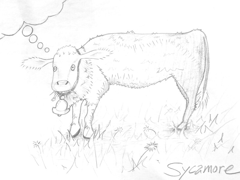 Pencil drawing of a cow with a shell-shocked expression grazing in a pasture