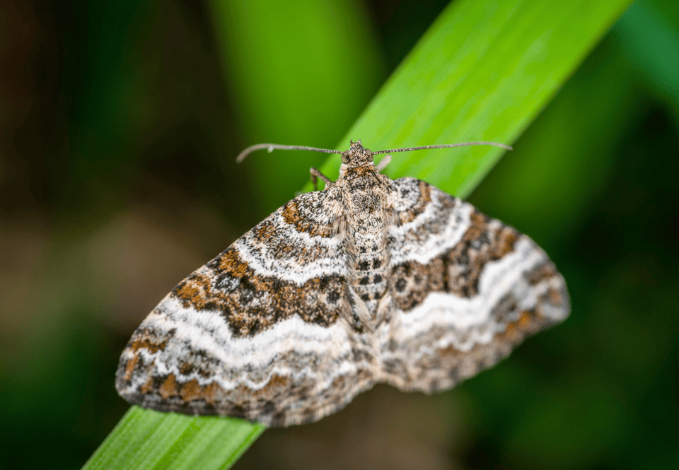 A closeup photo of a small brown and white moth sitting on the green stalk of some unknown piece of vegetation. The moth and stalk are in sharp focus, but everything in the background is blurry; the background appears to be more vegetation and the dark areas of a forest.