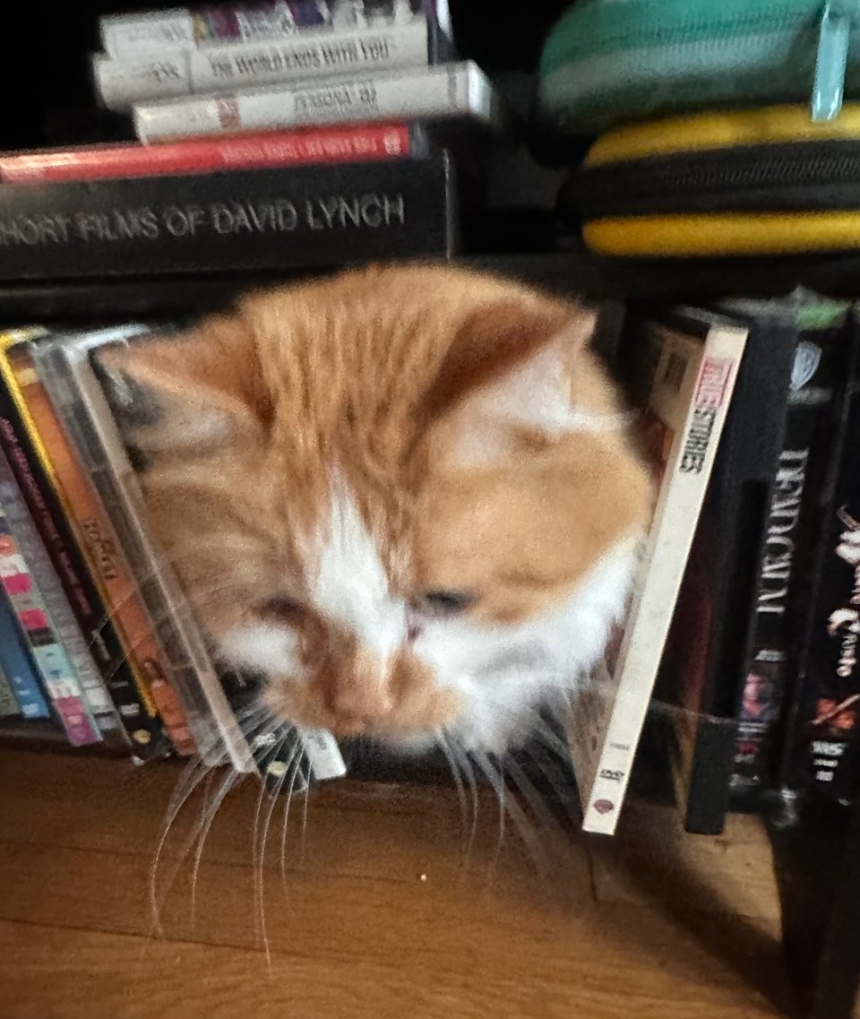 a sadly blurry shot of a fluffy orange and white cat pushing his way out of the dvd shelf