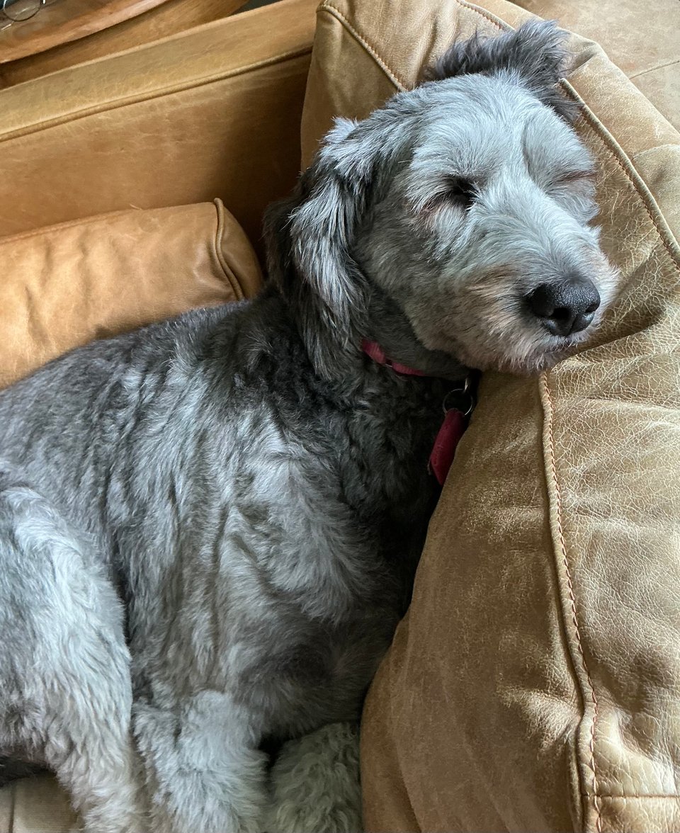 photo of gray aussiedoodle on light-brown leather sofa, with her head propped up on the rear cushion while she sleeps