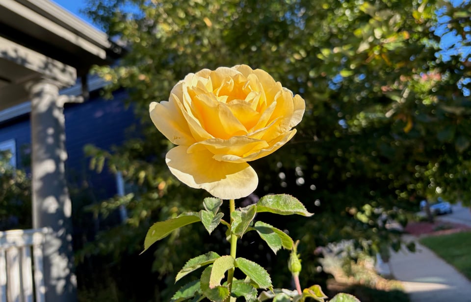 Yellow sunlit rose