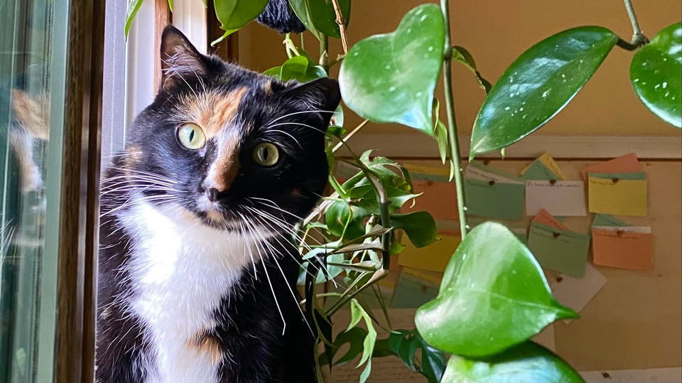 a white-chested calico cat amidst houseplants in a yellow room. There is a cork board with index cards behind her.