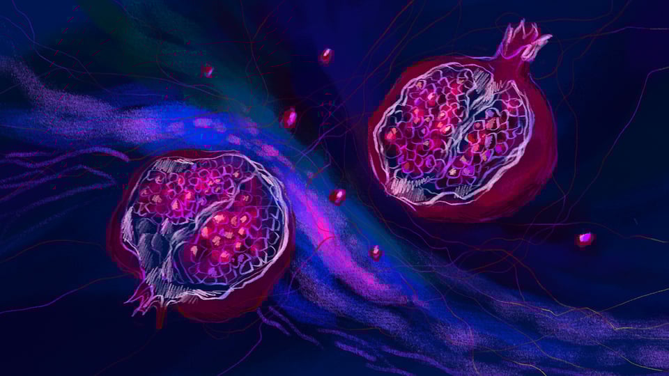 Kening Zhu's illustration of Pomegranate for Aquarius III.