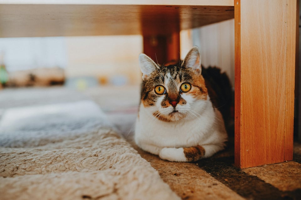 Cat under a wooden table. Image from Pexels.