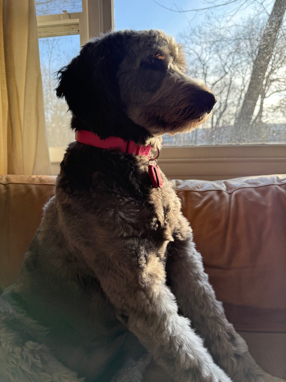 photo of a gray aussiedoodle sitting up on a light-brown leather sofa, in profile, with sun silhouetting her a little