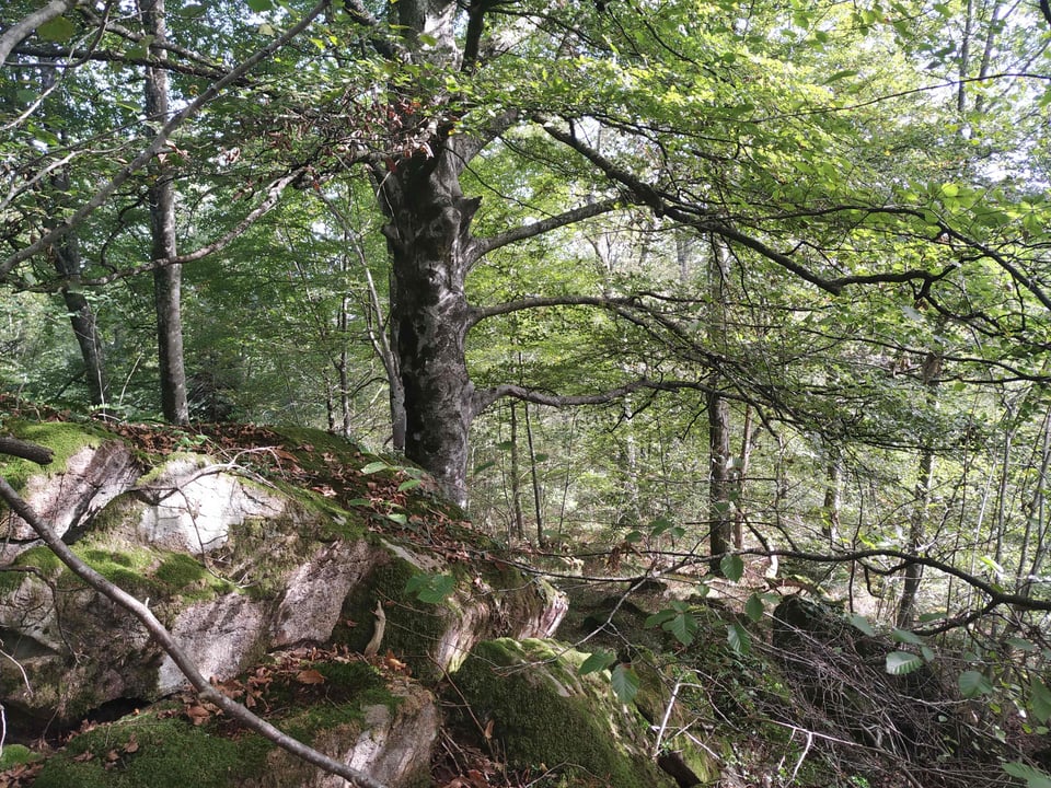 L'extraordinaire forêt du BAGER défendue par l'ACCOB à Oloron (64)