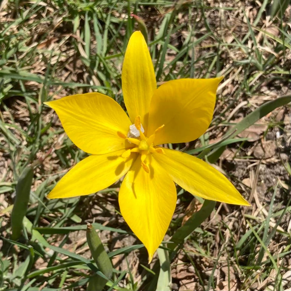 Gul blomst