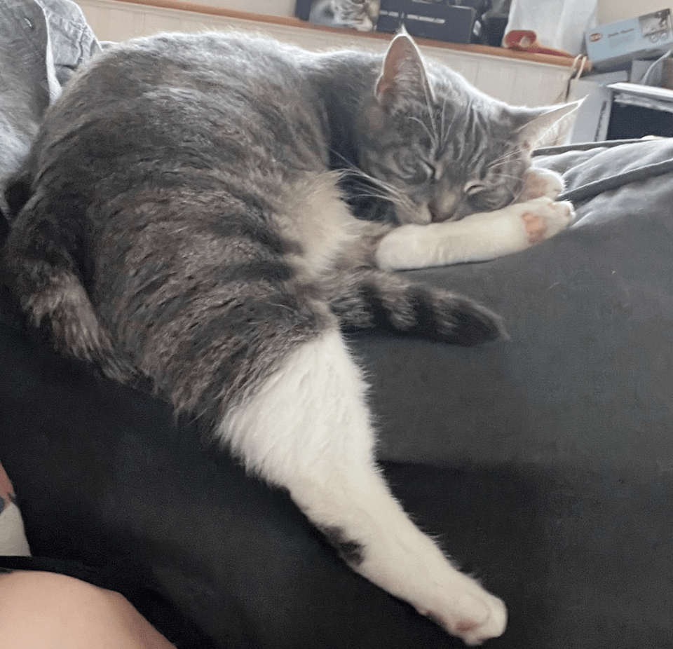 a grey tabby cat with white legs napping, with one leg hanging down off a couch cushion