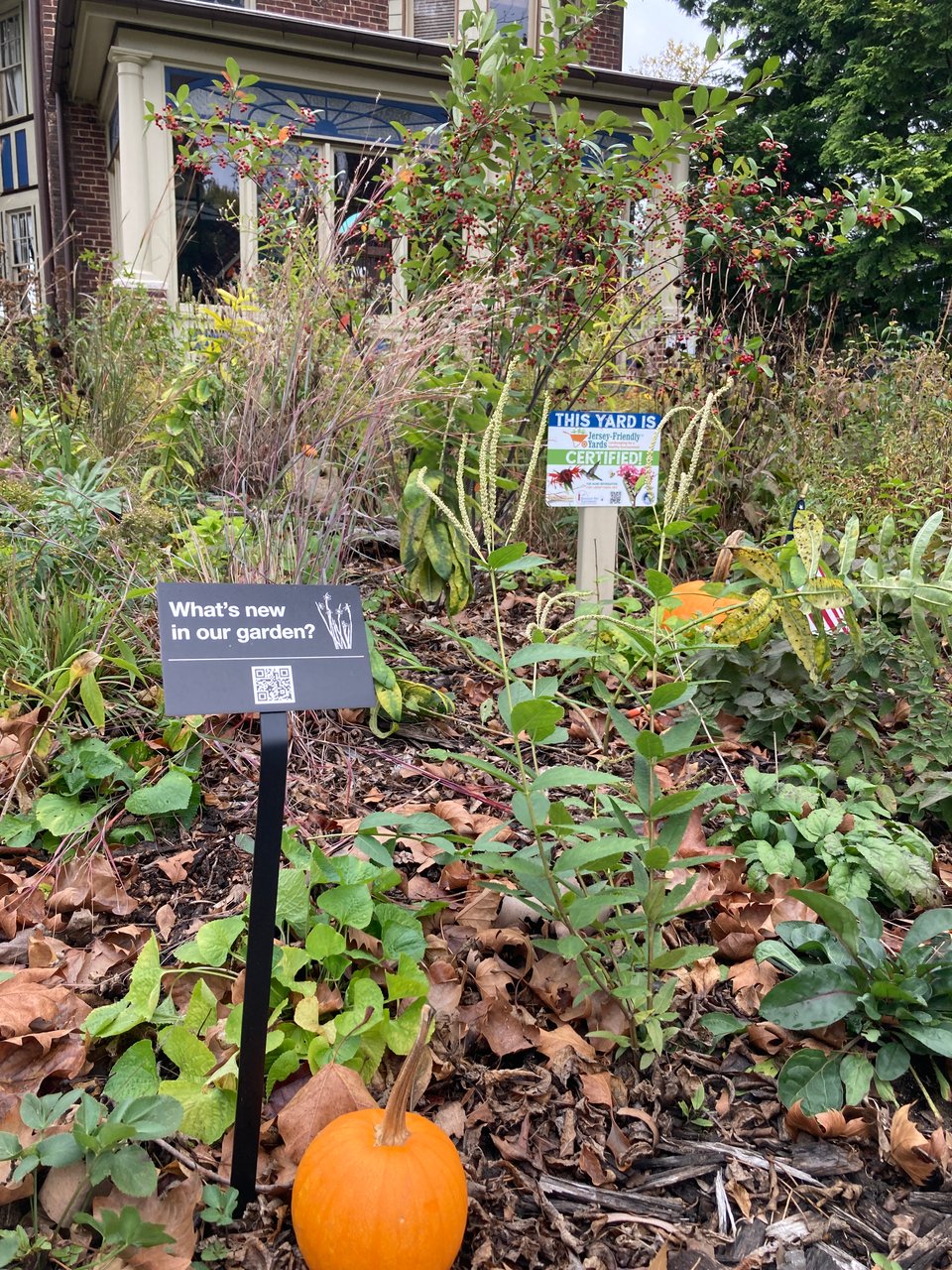 Black sign with QR code that reads, "what's new in our garden," in garden setting. Two pumpkins in view along with Jersey-Friendly Yards sign.