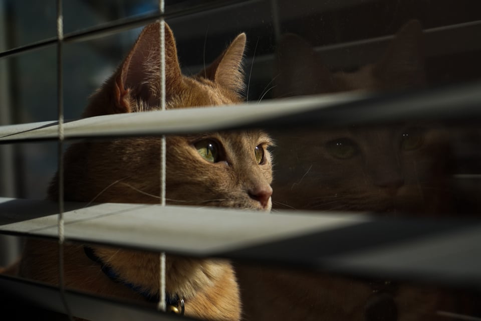 an orange cat looks out a window, shot through some blinds
