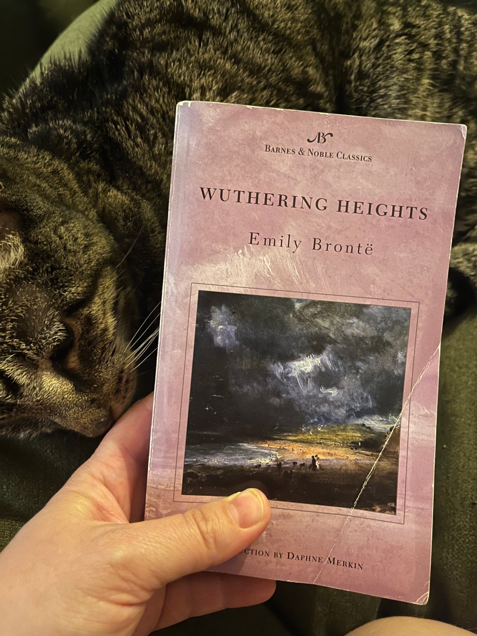A white person's hand holds an old paperback of Wuthering Heights in front of a gray and black tabby cat.