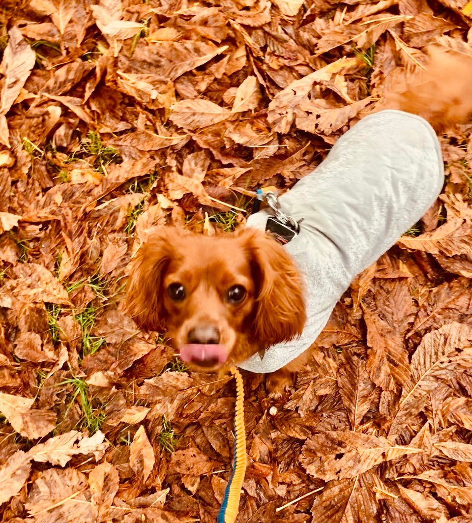 Radio in autumn leaves.