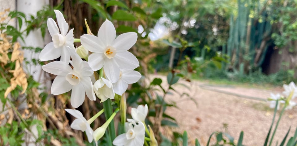 A blooming narcissus.