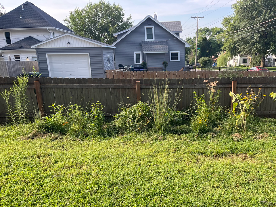 A strip of native plants including little bluestem, goldenrod and black-eyed susan near a backyard fence