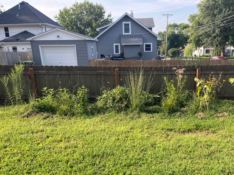 A strip of native plants including little bluestem, goldenrod and black-eyed susan near a backyard fence