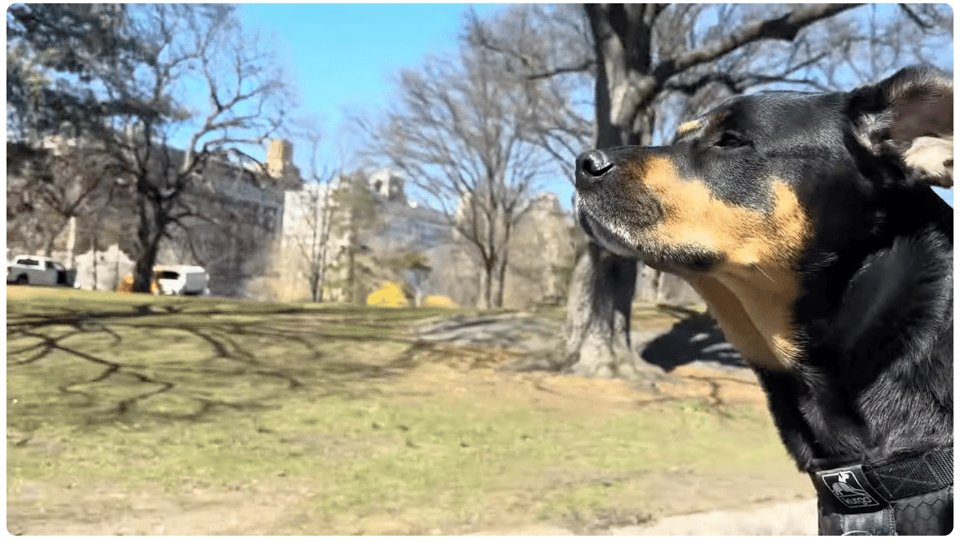 Rotweiller riding in sidecar through central park