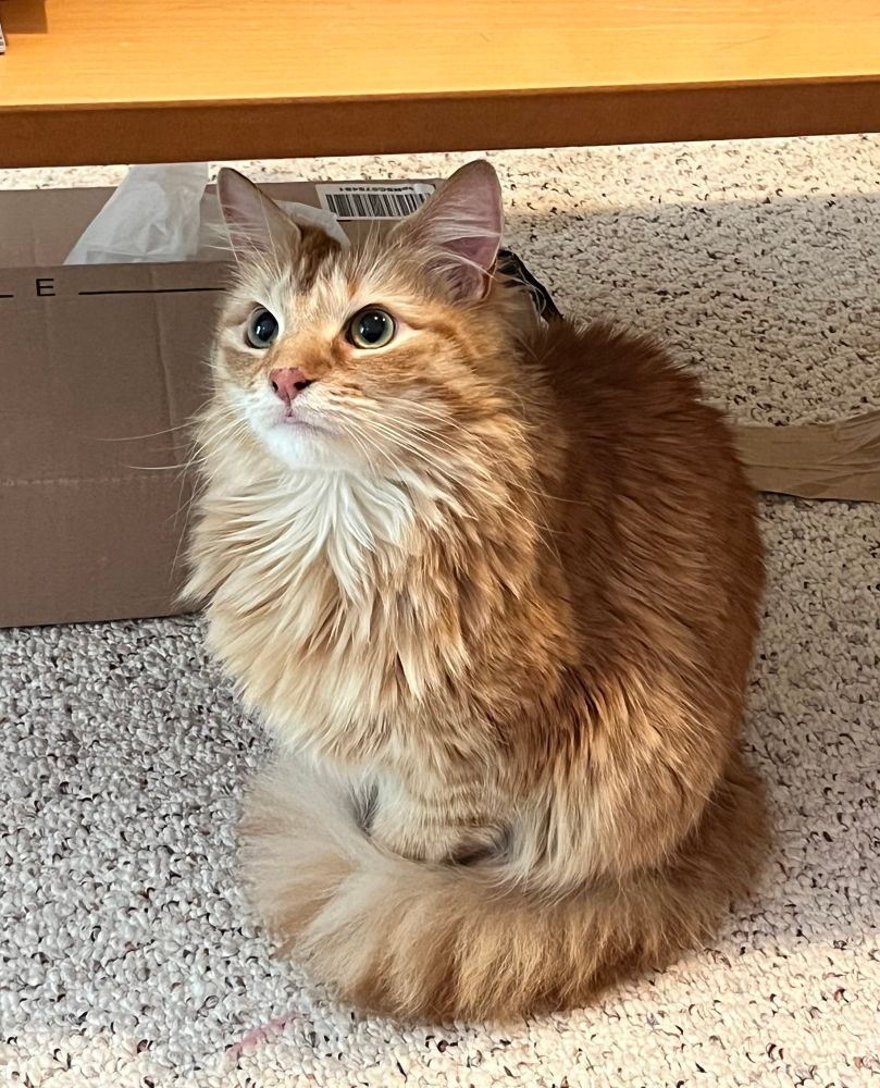 An orange longhair cat sits demurely with her tail curled around her feet