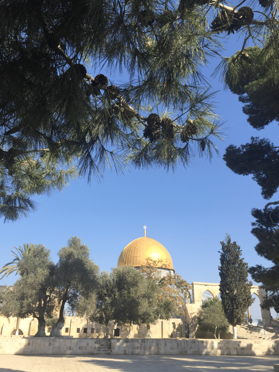 Photograph of Dome of the Rock with golden dome centered among trees under clear blue sky. Pine branches with cones frame top of scene