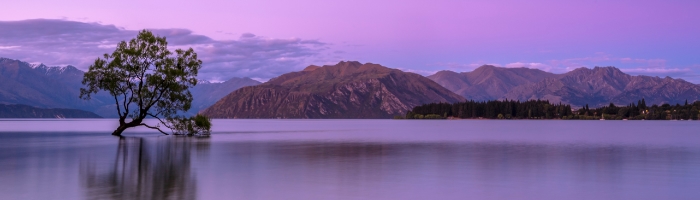 A tree tipping over in water, with mountains and a purple sky behind