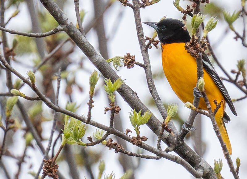 What’s that pretty, piercing birdsong you hear daily now at first light, about 5:30 a.m., as the dawn chorus tunes up? A Baltimore Oriole or three, that’s who! So glad to have so many of these beautiful birds in our yards and park. / Photo by Earl Bye
