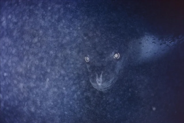 A leopard seal peers back at you from under the ice