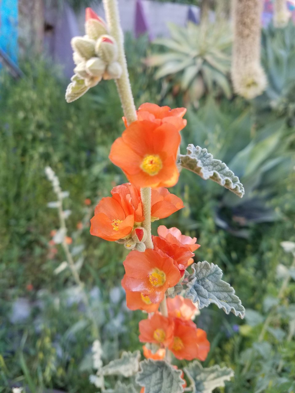 A close-up of orange-colored apricot mallow flowers growing on a stalk, with dusty light green leaves.